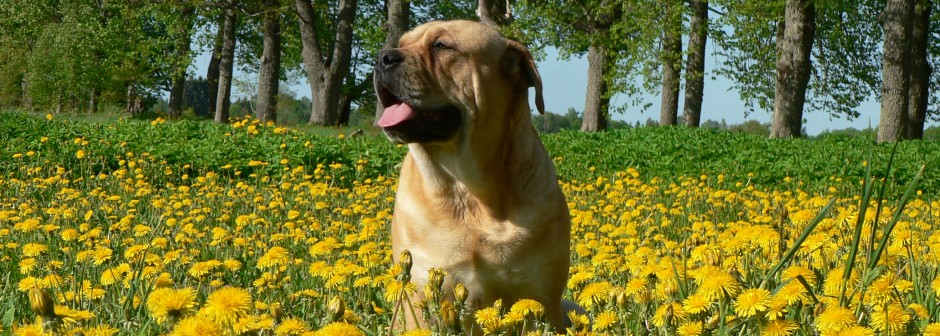 Ca De Bou kennel ''Migo Mago''